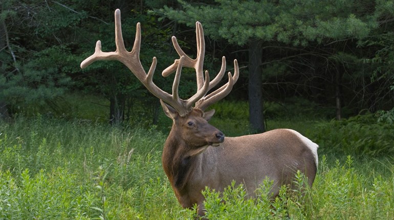 NRA Women | Hunter Success Stories