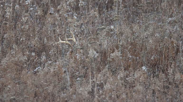 NRA Women | What Is Still-Hunting?