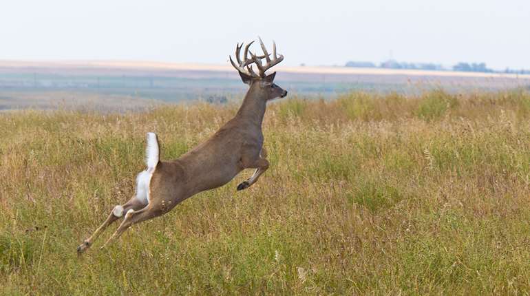 Deering Deer Running