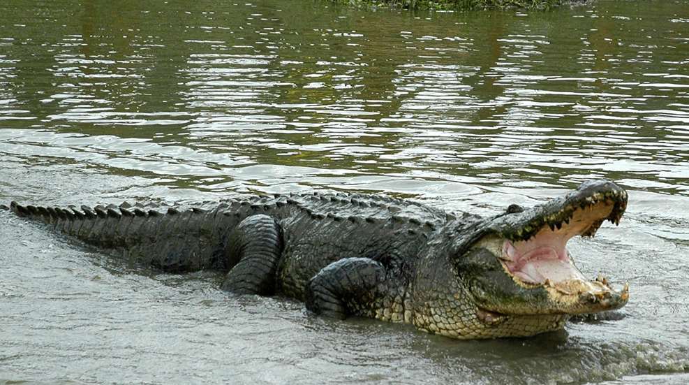 Alligator