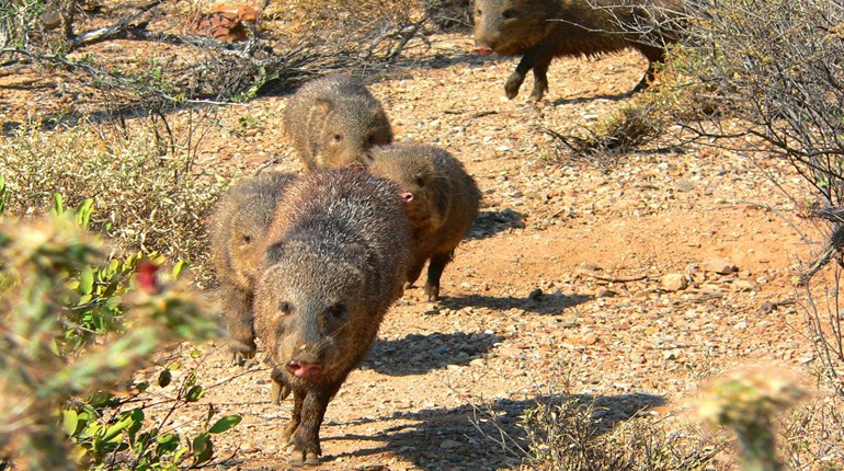 NRA Women | Javelina: America’s Newest Big Game Animal