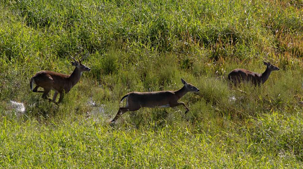 Deering Post Rut