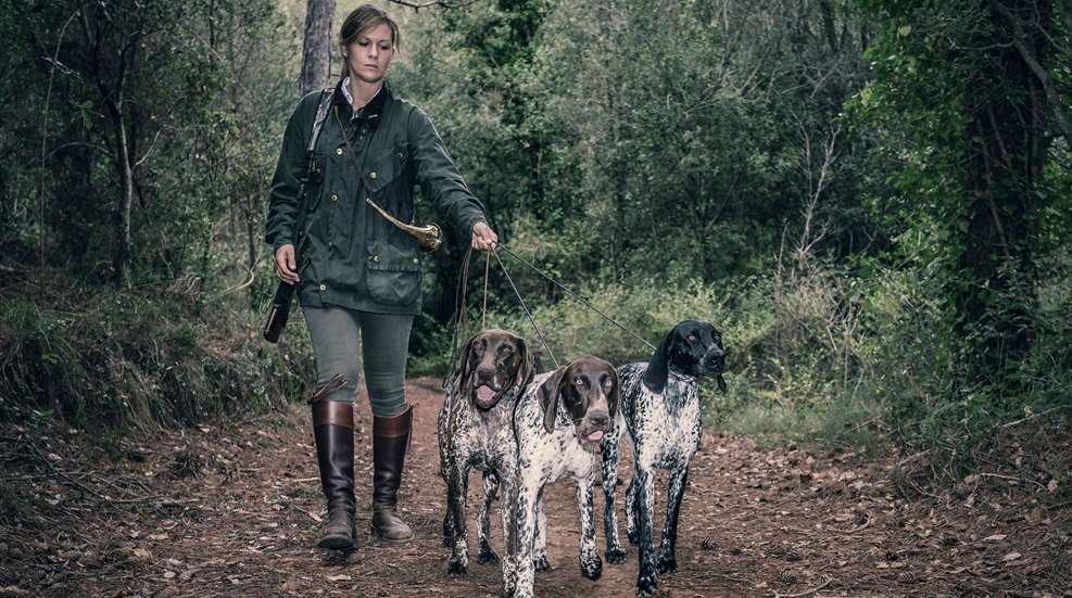 Woman Hunter Walking With German Shorthaired=Pointers