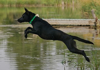 black labrador leaping