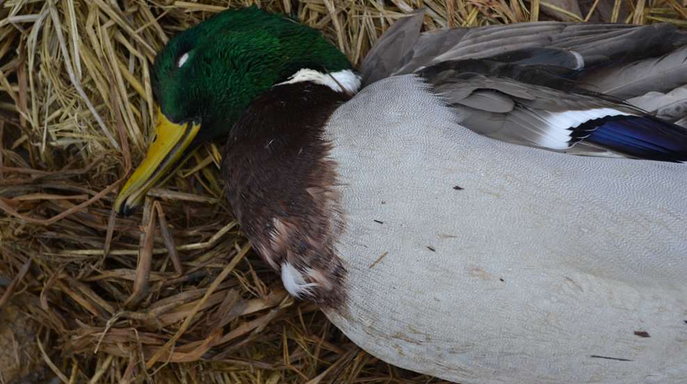 Deering Taxidermy Lede