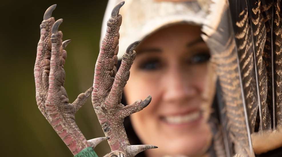 Bachman Turkey Gear Lede