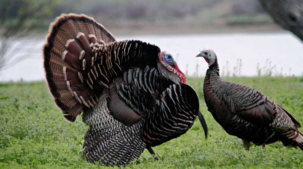 Turkey Lede