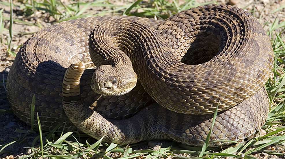 Angry Rattlesnake