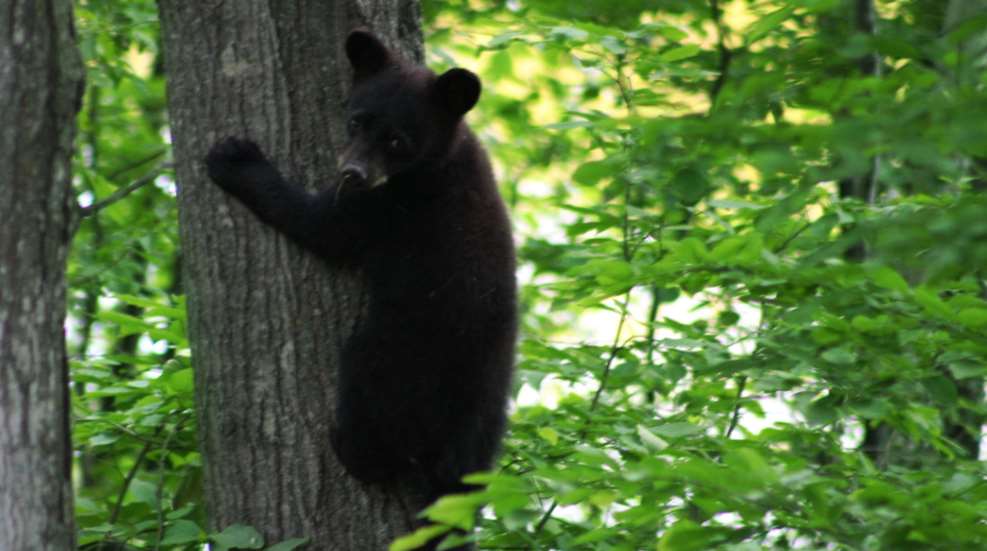 Black Bear Cub Public Domain Lede