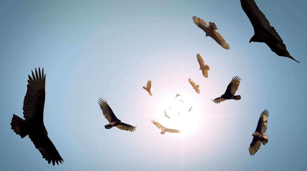 Deering Vultures Circling When Blood Trail Ends