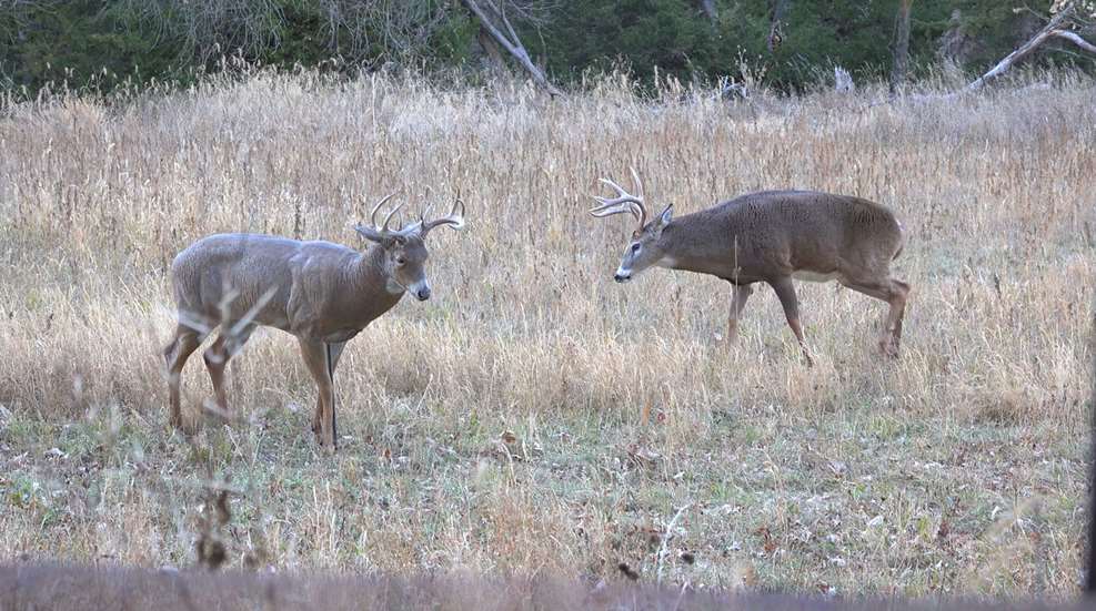 Buck With Decoy
