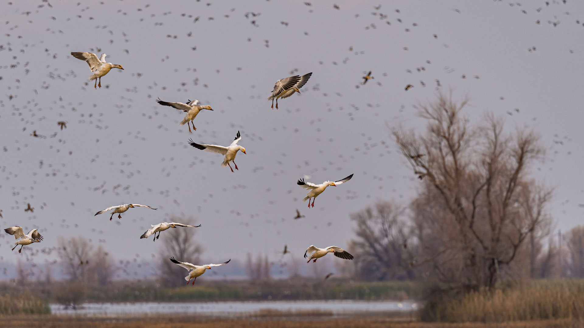 Deering Flyways Pacific Flyway