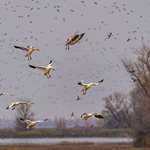 Deering Flyways Pacific Flyway