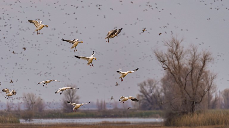 NRA Women | What’s Up With Flyways?