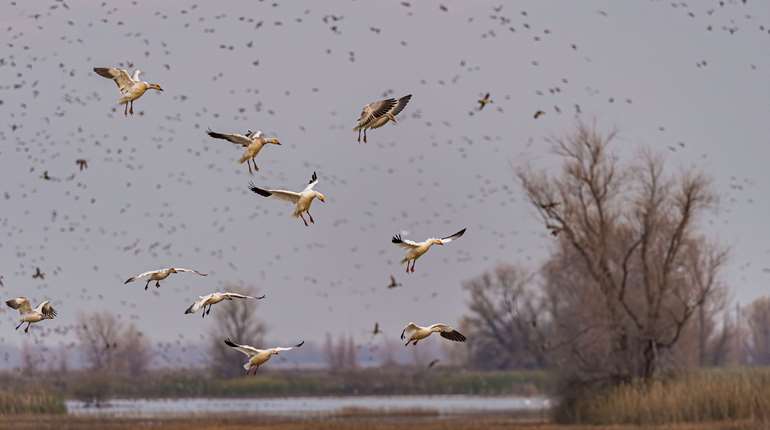 Deering Flyways Pacific Flyway