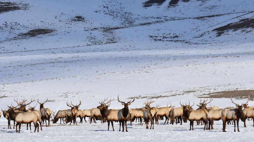 Elk Herd Elk Refuge Fws Usfwsimage